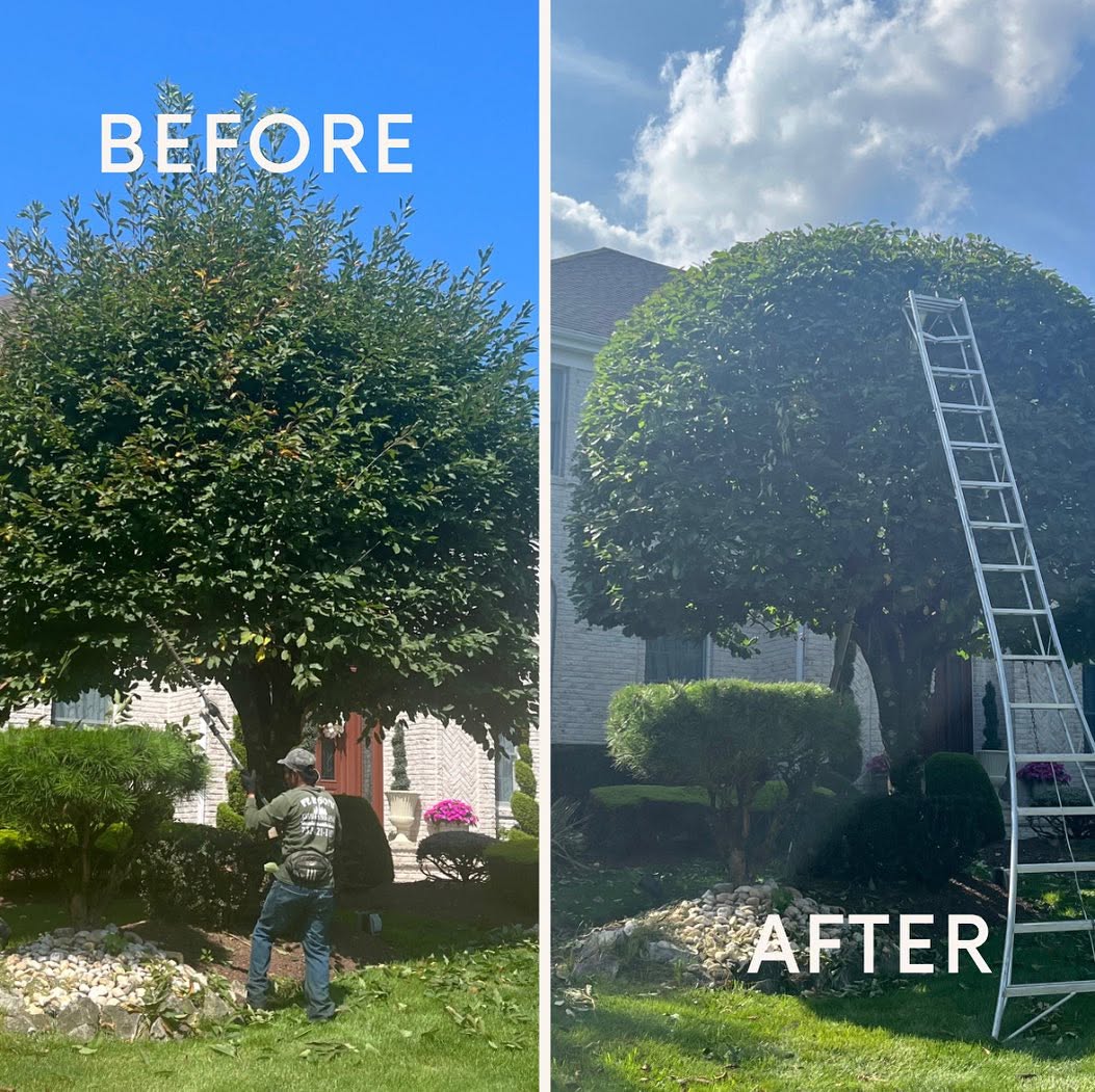 Before and after tree crown shaping and circular rock bed by FE and Sons team